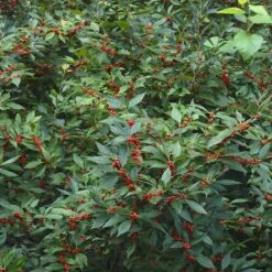 Winter Red Winterberry Holly Shrub -Fast-Growing-Trees Shop WInter Red winterberry 5