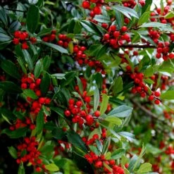 Winter Red Winterberry Holly Shrub -Fast-Growing-Trees Shop WInter Red winterberry 6