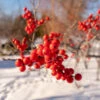Winter Red Winterberry Holly Shrub -Fast-Growing-Trees Shop WInter Red winterberry FGT 600x600 001b38bb 63bf 457e 9a8b 139728ed43c5