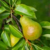 Warren Pear Tree -Fast-Growing-Trees Shop Warren Pear Tree 600x600 daf30642 4b77 4450 b4a7 cdf417b4a88d