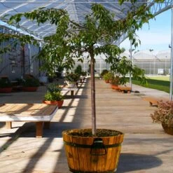 Weeping Extraordinaire™ Cherry Tree -Fast-Growing-Trees Shop Weeping Extraordinaire Cherry 1