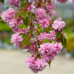 Weeping Extraordinaire™ Cherry Tree -Fast-Growing-Trees Shop Weeping Extraordinaire Cherry 2