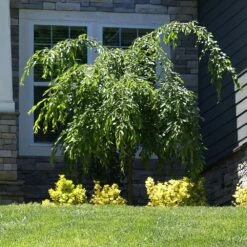 Weeping Extraordinaire™ Cherry Tree -Fast-Growing-Trees Shop Weeping Extraordinaire Cherry 4