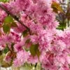 Weeping Extraordinaire™ Cherry Tree -Fast-Growing-Trees Shop Weeping Extraordinaire Cherry 600x600 6db8ddad cd8c 43b7 9fde 4fb4a2d1ced2