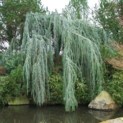 Weeping Blue Atlas Cedar Tree -Fast-Growing-Trees Shop Weeping Blue atlas Cedar 1