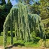 Weeping Blue Atlas Cedar Tree 1 Weeping Blue Atlas Cedar Tree -Fast-Growing-Trees Shop Weeping Blue atlas Cedar FGT 600x600 620d59be 203f 4004 b56d 59c520d54305