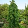 Weeping Norway Spruce Tree 2 Weeping Norway Spruce Tree -Fast-Growing-Trees Shop Weeping Norway SPruce FGT 600x600 d111cbd0 5666 4827 8dfd af7284e7506e