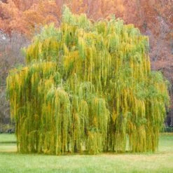 Weeping Willow 11 Weeping Willow -Fast-Growing-Trees Shop Weeping Willow 11 FGT
