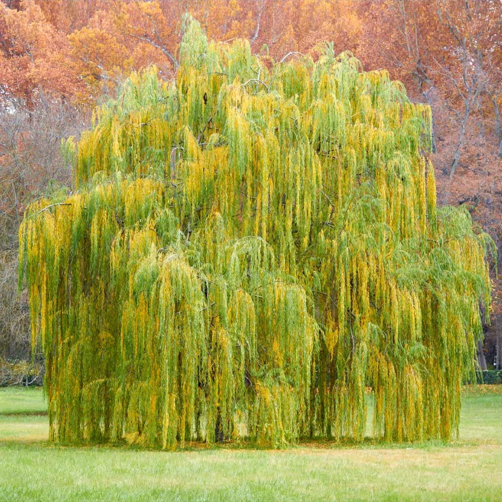 Weeping Willow 6 Weeping Willow - Image 4