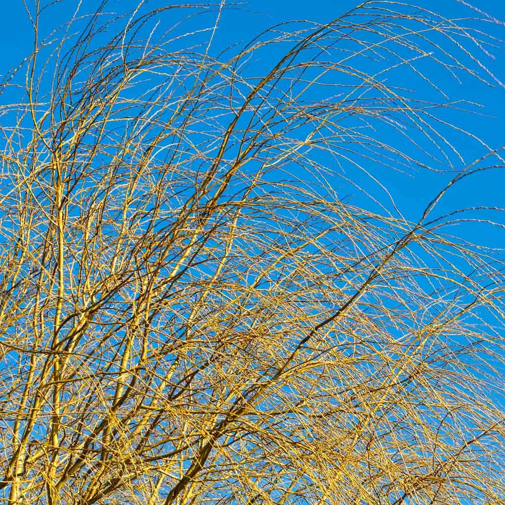 Weeping Willow 8 Weeping Willow - Image 6