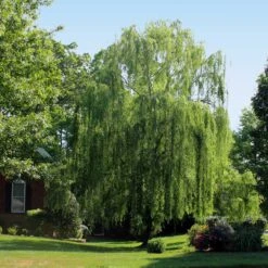 Weeping Willow 10 Weeping Willow -Fast-Growing-Trees Shop Weeping Willow 2 FGT
