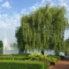Weeping Willow -Fast-Growing-Trees Shop Weeping Willow FGT 600x600 b02e8bcf 24b9 48b6 9038 817ddd25cb18