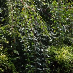 Weeping Yoshino Cherry Tree -Fast-Growing-Trees Shop Weeping Yoshino Cherry 3