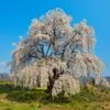 Weeping Yoshino Cherry Tree -Fast-Growing-Trees Shop Weeping Yoshino Cherry 600x600 a651f7d0 537b 4dfb 8619 ebabb2d54c44