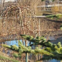 Weeping Pussy Willow -Fast-Growing-Trees Shop Weeping pussy willow 1