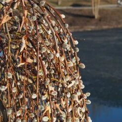 Weeping Pussy Willow -Fast-Growing-Trees Shop Weeping pussy willow 2 FGT