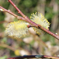 Weeping Pussy Willow -Fast-Growing-Trees Shop Weeping pussy willow 7 FGT