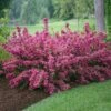 Sonic Bloom® Weigela Shrub 2 Sonic Bloom® Weigela Shrub -Fast-Growing-Trees Shop Weigela Sonic Bloom Pink FGT 600x600 b76c560e 7c40 440b 8368 37b9949f794e