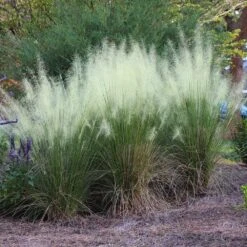 White Cloud Muhly Grass 8 White Cloud Muhly Grass -Fast-Growing-Trees Shop White Cloud Muhly Grass 4 FGT