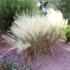 White Cloud Muhly Grass -Fast-Growing-Trees Shop White Cloud Muhly Grass FGT 600x600 d8a1f48b 237f 4352 8030 fb79a8192b80