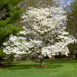 White Dogwood 14 White Dogwood -Fast-Growing-Trees Shop White Dogwood 7 FGT