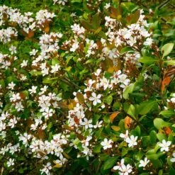 Snow White Indian Hawthorn Shrub 7 Snow White Indian Hawthorn Shrub -Fast-Growing-Trees Shop White Indian Hawthorn 1
