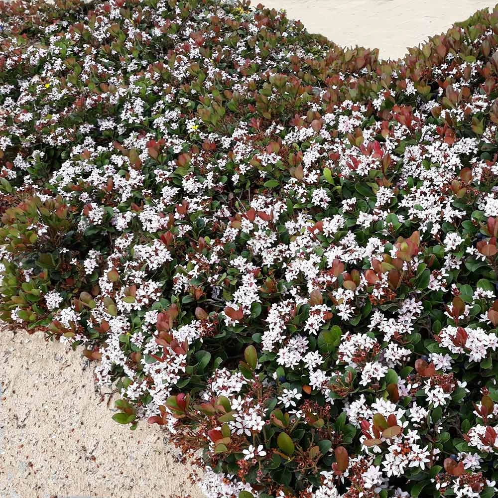 Snow White Indian Hawthorn Shrub 4 Snow White Indian Hawthorn Shrub - Image 2