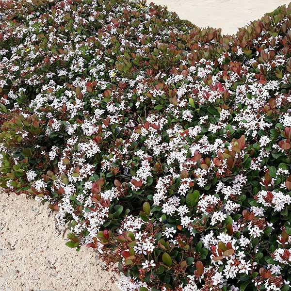 Snow White Indian Hawthorn Shrub 3 Snow White Indian Hawthorn Shrub