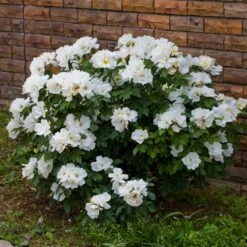 White Knock Out® Rose 9 White Knock Out® Rose -Fast-Growing-Trees Shop White Knockout Rose 4