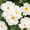 White Knock Out® Rose -Fast-Growing-Trees Shop White Knockout Rose FGT 600x600 fc28c2f4 7035 4827 9469 63a39fd1b55c