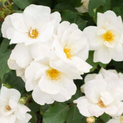 White Knock OutĀ® Rose