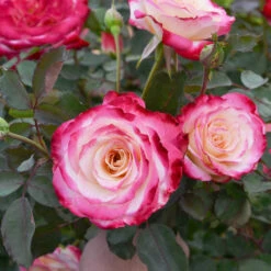 White Lies™ Rose Shrub -Fast-Growing-Trees Shop White Lies Rose 2