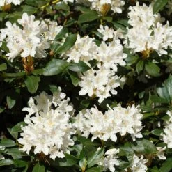 White Rhododendron 7 White Rhododendron -Fast-Growing-Trees Shop White Rhododendron 2 FGT