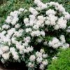 White Rhododendron -Fast-Growing-Trees Shop White Rhododendron FGT 600x600 2e6f5762 d561 4abf be22 376d963cbe0f