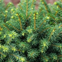 White Spruce Tree -Fast-Growing-Trees Shop White Spruce Tree 3 FGT
