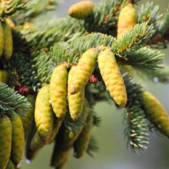 White Spruce Tree -Fast-Growing-Trees Shop White Spruce Tree 4