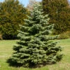 White Spruce Tree -Fast-Growing-Trees Shop White Spruce Tree FGT 600x600 3b8f2baa 581d 4a29 9f38 25d68bbf5905