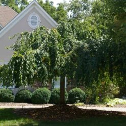 White Weeping Cherry Tree -Fast-Growing-Trees Shop White Weeping Cherry 1