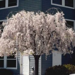 White Weeping Cherry Tree -Fast-Growing-Trees Shop White Weeping Cherry 6