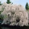 White Weeping Cherry Tree -Fast-Growing-Trees Shop White Weeping Cherry FGT 600x600 2772d3e2 e793 4828 9adb a164daf8ea05