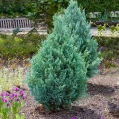 Juniper 'Wichita Blue' Tree -Fast-Growing-Trees Shop Wichita Blue Juniper 4