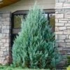 Juniper 'Wichita Blue' Tree -Fast-Growing-Trees Shop Wichita Blue Juniper FGT 600x600 98f51b0e 0d59 4016 a314 0615788fed70