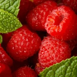 Willamette Red Raspberry Bush -Fast-Growing-Trees Shop Wiliamette Raspberry 5 FGT