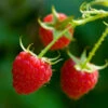 Willamette Red Raspberry Bush -Fast-Growing-Trees Shop Wiliamette Raspberry FGT 600x600 f266ea61 ef46 4719 9b73 2def5407c6b2
