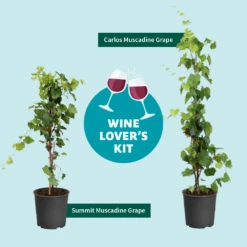 Wine Lover's Kit 9 Wine Lover's Kit -Fast-Growing-Trees Shop WineLoversKitGraphic 2