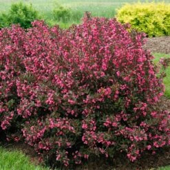 Wine & Roses® Weigela Shrub -Fast-Growing-Trees Shop Wine and Roses Weigela 2 FGT