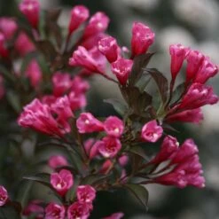 Wine & Roses® Weigela Shrub -Fast-Growing-Trees Shop Wine and Roses Weigela 3 FGT