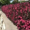 Wine & Roses® Weigela Shrub -Fast-Growing-Trees Shop Wine and Roses Weigela FGT 600x600 d74ae86a 2173 4bf4 b1f2 152c59933f3d