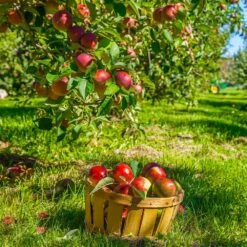 Winesap Apple Tree -Fast-Growing-Trees Shop Winesap Apples 1