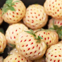 Pineberry 13 Pineberry -Fast-Growing-Trees Shop Wonderful Pineberry 4